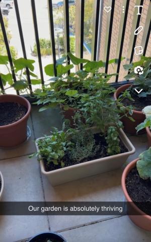 Community Garden at UBCO, with caption "Our garden is absolutely thriving"