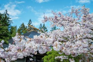 Cherry Blossom at UBC Vancouver