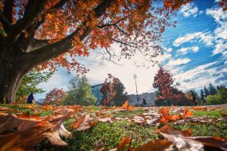 Fall leaves from a tree at UBC Vancouver